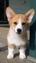 Puppies for sale other breed, pembroke welsh corgi - Slovenia, Rijeka