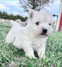 Puppies for sale west highland white terrier - Belgium, Bruges