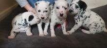 Puppies for sale dalmatian - Denmark, Aalborg