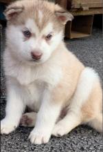 Puppies for sale other breed, siberian husky - Romania, Alexandria
