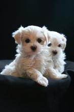 Puppies for sale maltese - Sweden, Lulea