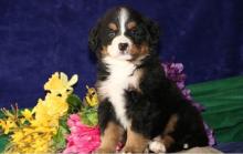 Puppies for sale bernese mountain dog - Germany, Freiburg