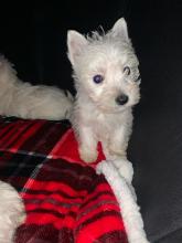 Puppies for sale west highland white terrier - Uzbekistan, Andijan