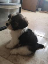 Puppies for sale lhasa apso - Armenia, Gyumri