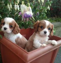 Puppies for sale king charles spaniel - Moldova, Bender