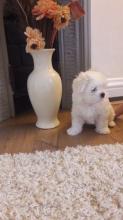 Puppies for sale maltese - Ireland, Dublin