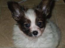 Puppies for sale papillon and phalene - Ireland, Cork