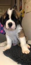 Puppies for sale other breed, saint bernard - Slovakia, Kladno