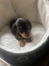 Puppies for sale dachshund - Ireland, Belfast