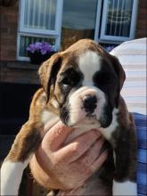 Puppies for sale boxer - Ireland, Belfast