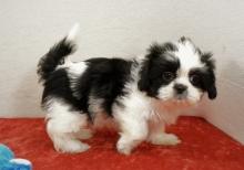 Puppies for sale shih tzu - Belgium, Brussels