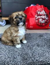 Puppies for sale lhasa apso - Ireland, Belfast