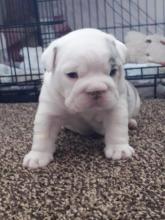 Buy a dog english bulldog - USA, Texas, Dallas. Price 400 $