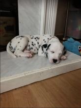 Puppies for sale dalmatian - Ireland, Cork