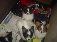 Puppies for sale papillon and phalene - Ireland, Belfast