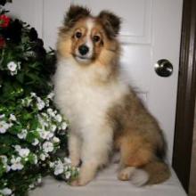 Puppies for sale sheltie (shetland sheepdog) - United Kingdom, Glasgow