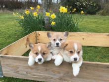Puppies for sale other breed, pembroke welsh corgi - Belgium, Brussels