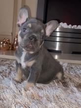 Puppies for sale french bulldog - Ireland, Belfast