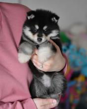 Puppies for sale other breed, pomsky - Ireland, Belfast