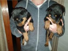 Puppies for sale rottweiler - Ireland, Belfast