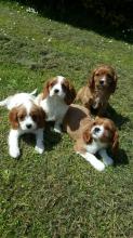 Puppies for sale king charles spaniel - Ireland, Belfast