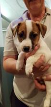 Puppies for sale jack russell terrier - Ireland, Belfast