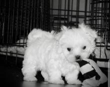 Puppies for sale maltese - Ireland, Dublin