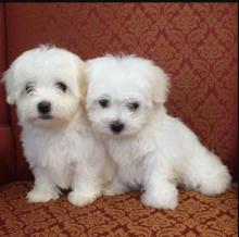 Puppies for sale maltese - Latvia, Jurmala