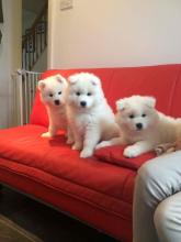Puppies for sale samoyed dog (samoyed) - Canada, Quebec