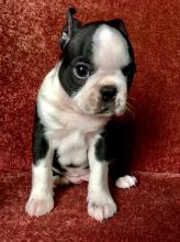 Puppies for sale boston terrier - Bulgaria, Sliven