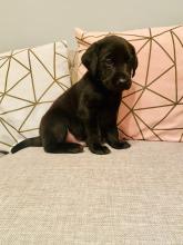 Puppies for sale labrador retriever - Belgium, Gant