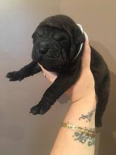 Puppies for sale shar pei - Ireland, Belfast