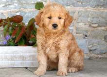 Puppies for sale , goldendoodle - Italy, Genoa