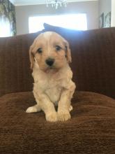 Puppies for sale other breed, cockapoo - France, Perpignan