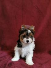 Puppies for sale other breed, biewer yorkie - Ireland, Belfast