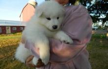 Puppies for sale samoyed dog (samoyed) - Germany, Bremen