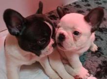 Puppies for sale french bulldog - USA, Florida