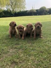 Puppies for sale labrador retriever - Ireland, Cork