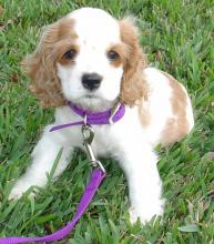 Puppies for sale cocker spaniel - Belgium, Bruges