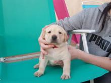 Puppies for sale labrador retriever - Ireland, Derry