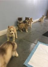 Puppies for sale , siberian husky - Belarus, Brest