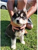 Puppies for sale , siberian husky - Italy, Genoa