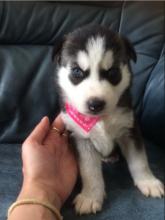 Puppies for sale other breed, siberian husky - Ireland, Derry
