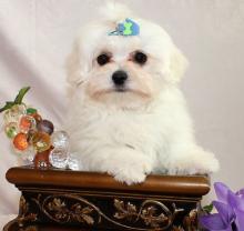 Puppies for sale maltese - Belgium, Brussels