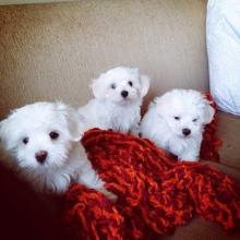 Puppies for sale maltese - Belgium, Brussels