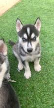 Puppies for sale other breed, siberian husky - Ireland, Cork