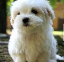 Puppies for sale maltese - Ireland, Cork