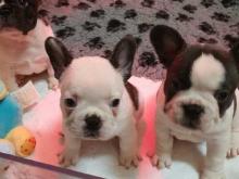 Puppies for sale french bulldog - Finland, Alajarvi