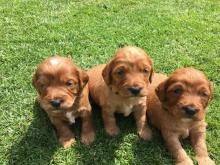 Puppies for sale other breed, cockapoo - Estonia, Tallinn