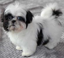 Puppies for sale shih tzu - Romania, Golden